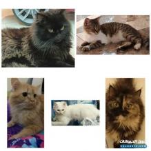 خمس قطط منوعة للبيع