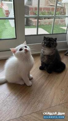 سكوتش فولد وستريت للبيع