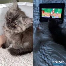 شيرازي ذكر للبيع