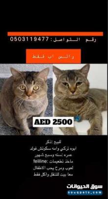 قط ذكر ابوه تركي وامه سكوتش فولد للبيع