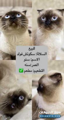 قط سكوتش فولد للبيع