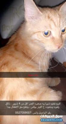 قطة للبيع شيرازيه العمر اقل من 4 شهور
