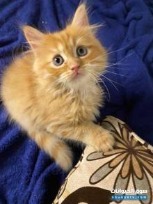 قطط ذكور للبيع