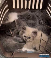 قطط للبيع cats for sale