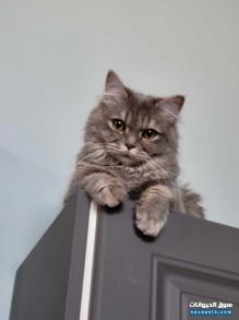 قطط للبيع من أصل شيرازي الام والاب بريطاني ومختلف الألوان و ذوات الشعر الكثيف