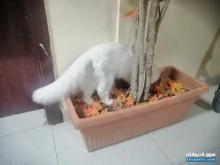 قطه شيرازي أنثى للبيع