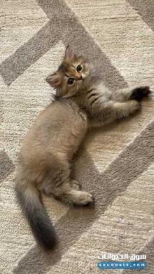 قولد لونج هير أنثى