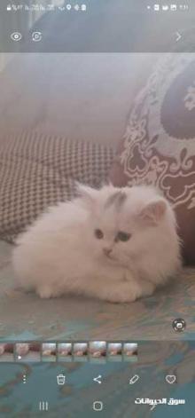 للبيع قطط شيرازي انتى عمر شهريين لعوبات ومتدربات علا تراب