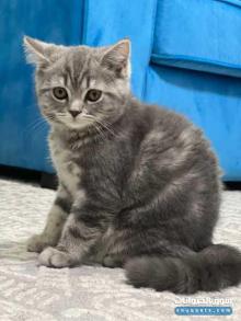 كيتينز بريتش سكوتش فولد ستريت