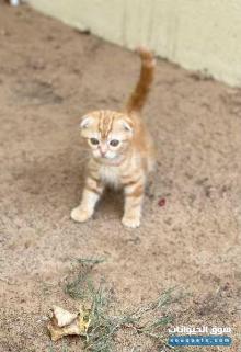 Kitten Scottish fold