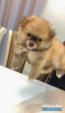 بامورينيان للبيع