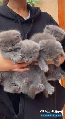 سكوتش فولد للبيع