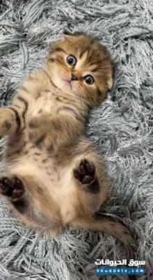 قطط للبيع سكوتش فولد ذكر ابو ظبي