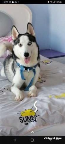 كلب هاسكي للبيع
