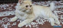 For sale cat shirazi