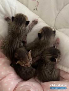 قطط بعمر الاسبوعين تقريبا