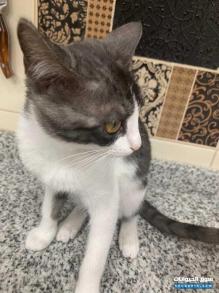 قطط منزلية للبيع