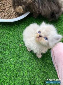 قطط منوعه كتن وبالغين