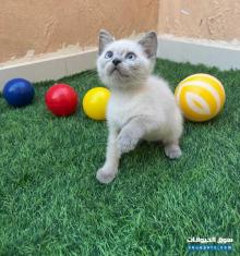 قطه بريتش باو بوينت مطعمه ومستوى عالي