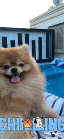 كلب ميني بومرينيان