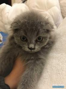 للبيع قط Scottish long hair