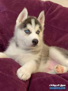 هاسكي للبيع العاجل فقط 1500