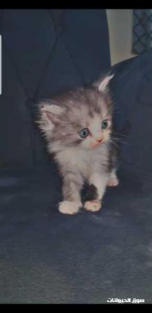 قطط هملايه العمر شهر ةونص