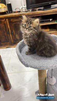 قطوة شيرازي shirazy kitten