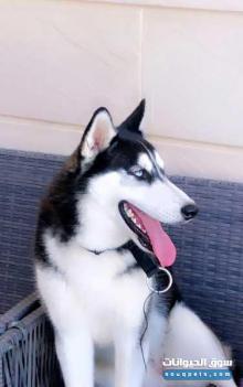 كلب هاسكي انثى عمرها 7 اشهور