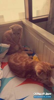 للبيع قطط اناث