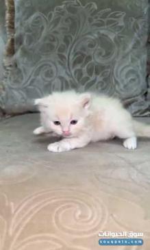 قط ذكر برتش للبيع