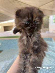 Scottish male 2 months 1800dhs