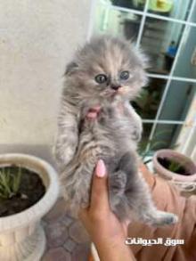 بيع قط سكوتش اتثى فولد