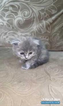 بيع قطط انثي عمر 50 يوم