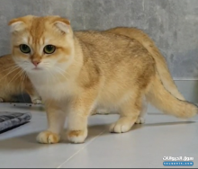 ذكر سكوتش فولد العمر سناين جميل جدا ماشاء اللهذهبي توب مع البيدغري