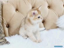 ذكر سكوتش للبيع