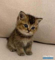 سكوتش استريت ny25 ذكر