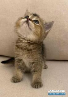 سكوتش انثىاستريت ny25 انثى