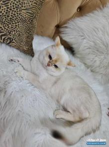 ذكر سكوتش من أم وأب مستوردين من روسيا