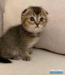 سكوتش فولدانثى متعلمه على التربوكس