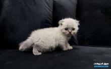 سكوتش فولد بلوبوينت