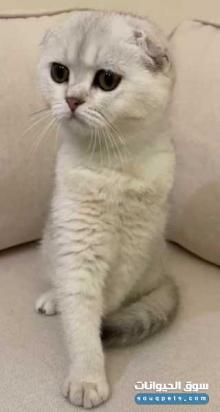 سكوتش فولد بيور ذكر ns11