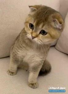 سكوتش فولد انثى بيور ny25