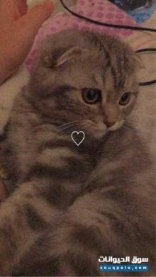 قط ذكر للبيع سكوتش