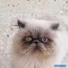 قط ذكر هيملايا بلو بوينت بيكي فيس للبيع