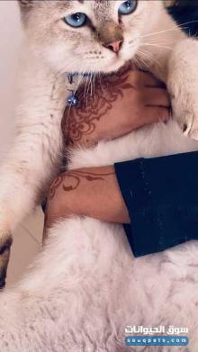 قط سكوتش ستريت بوينت شورت هير