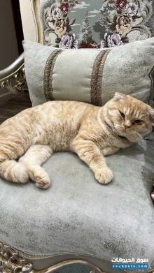 قط سكوتش فولد ذكر عمر سنتين