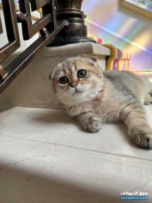 قط اسكوتش فولد العمر ٤ شهور