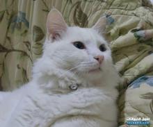 قط شيرازي أليف فرو طويل ذكر جاهز التزاوج العمر سنة