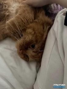 قط شيرازي للبيع عمره سنه